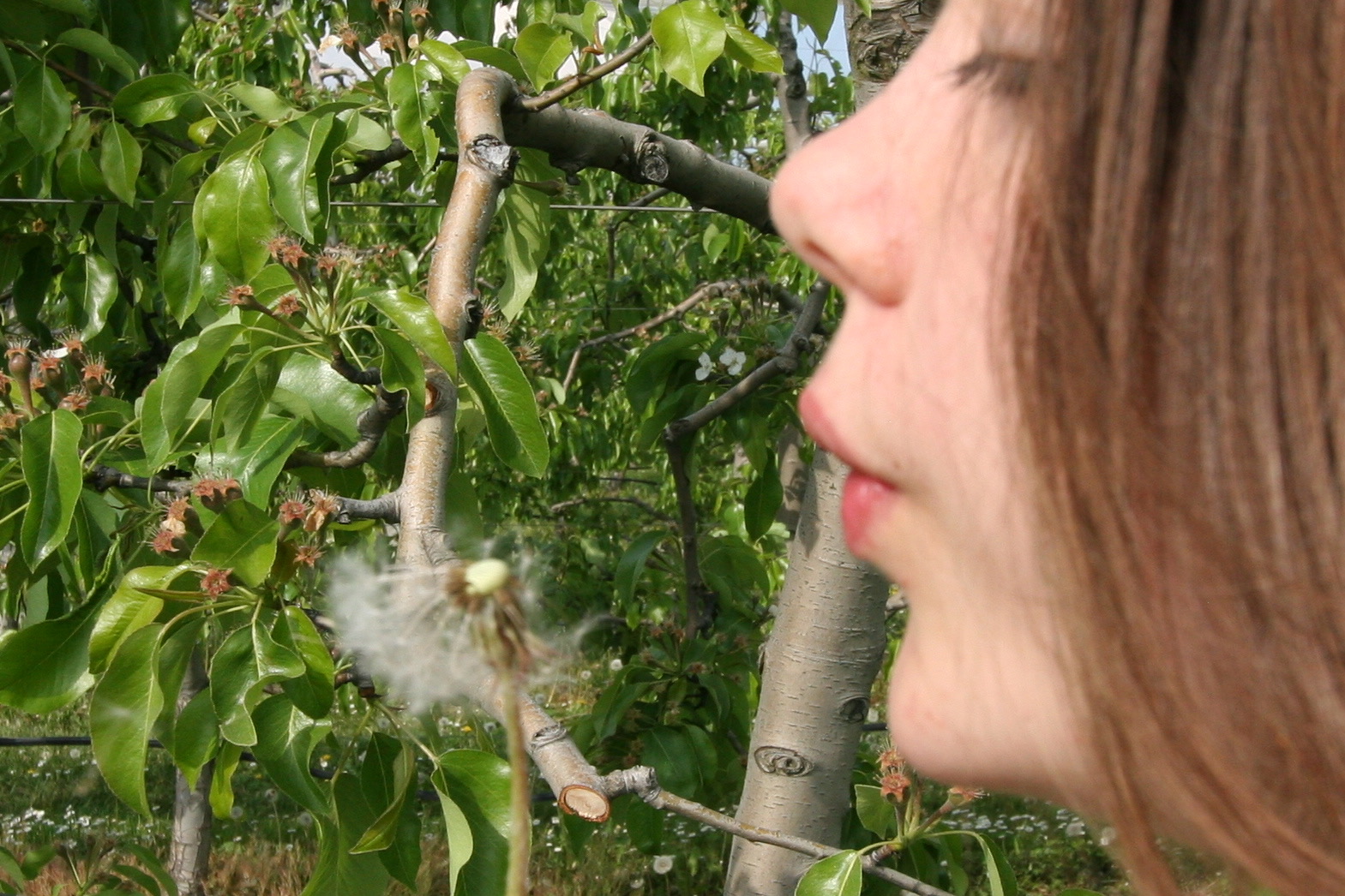 girl-blowing-dandelion-outdoors