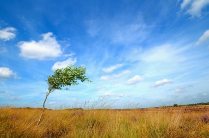 tree-blowing-in-wind-clouds-blue-sky