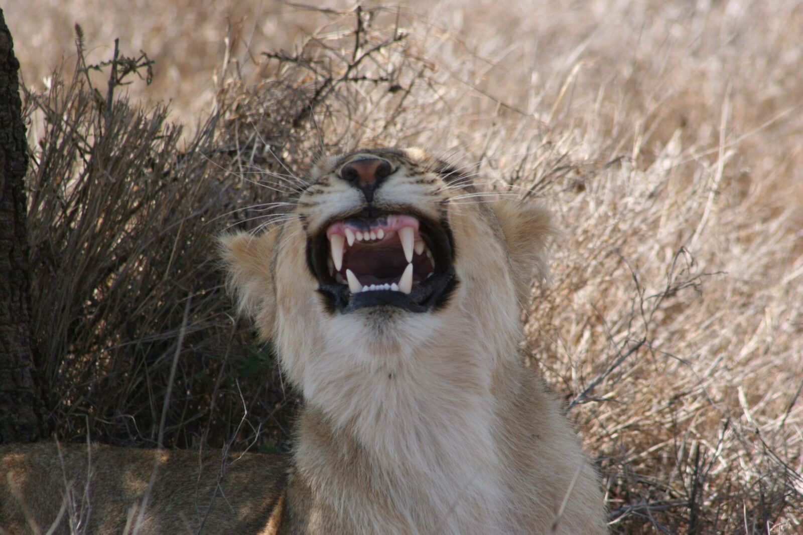 lion-in-grass-roaring